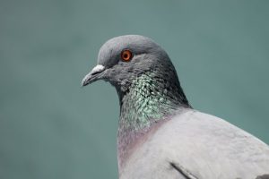 Pigeons: The World's Most Misunderstood Bird