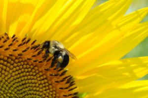 LLNF: Science Pub series - Pollinator conservation and community science