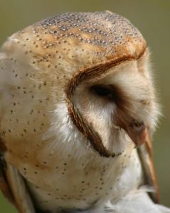 Owl Prowl