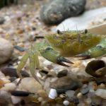 Green Crab Week