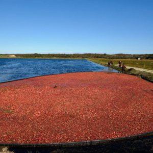 Milestone Cranberry Bog
