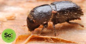 Science Pub: Forest Health and the Southern Pine Beetle